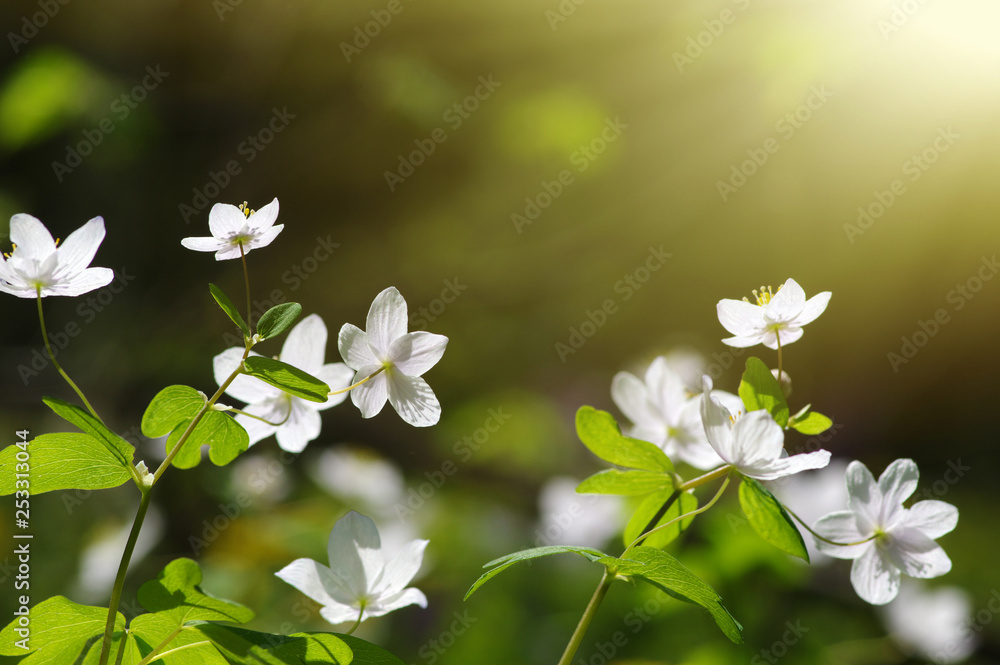 field of spring flowers