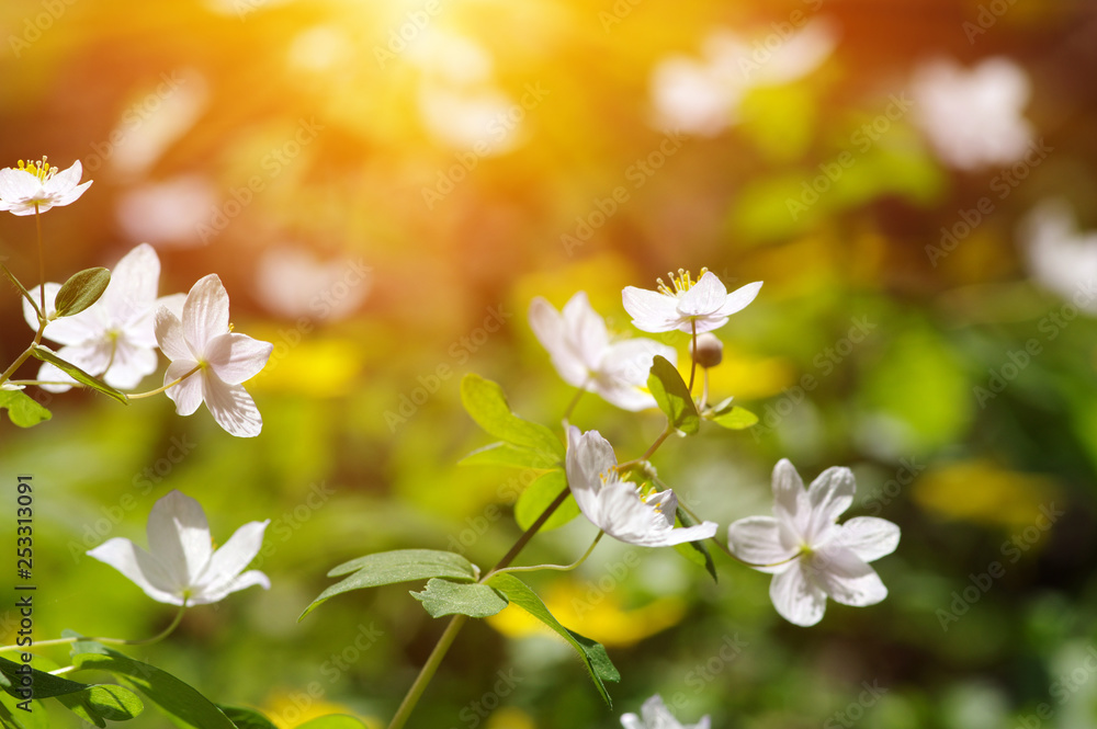 field of spring flowers