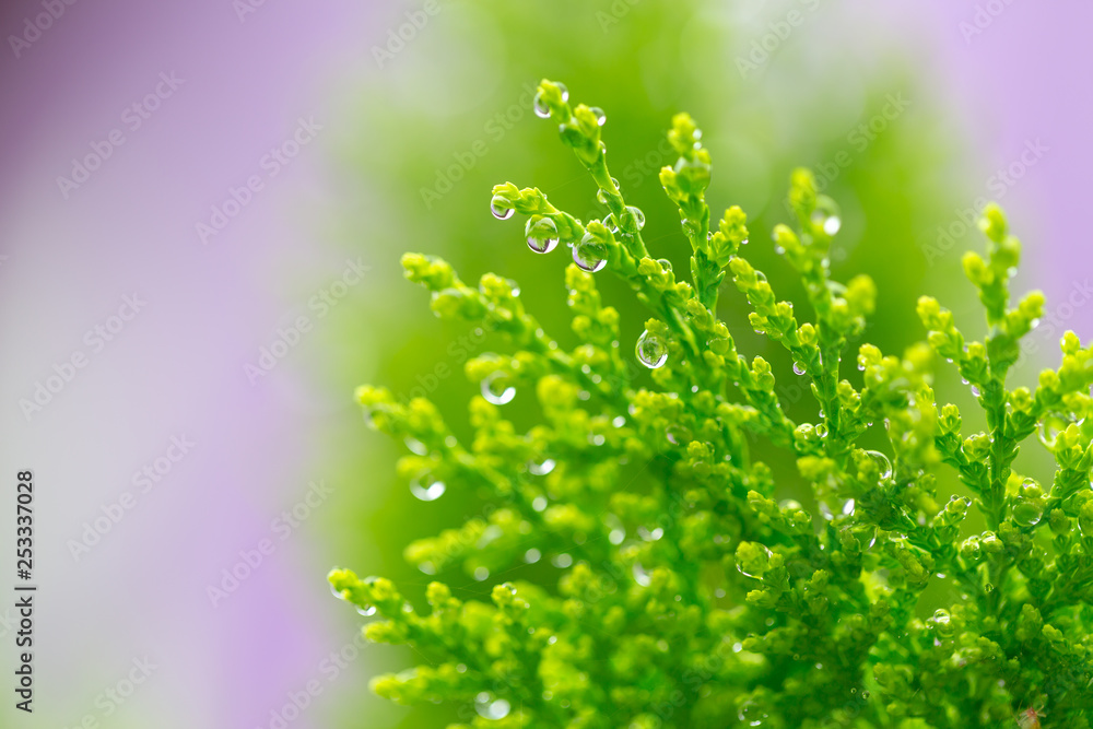 Macro of green pine branch with rain drops ,Pine needle with big dewdrops after rain