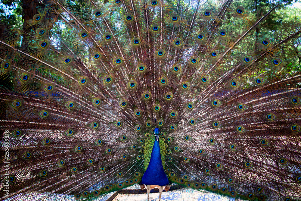 Peacock