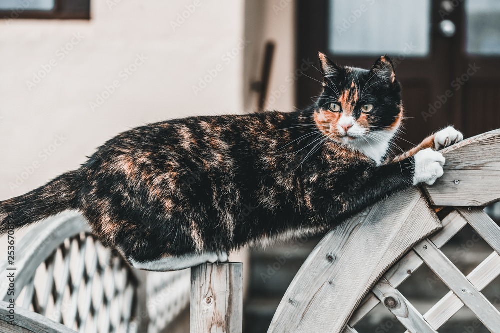 Black and brown color cat outside the house. Animal and pet.