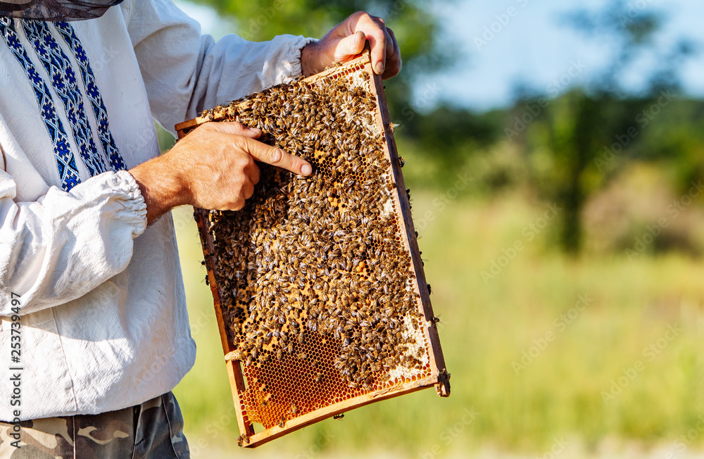 Hand of beekeeper is working with bees and beehives on the apiary. Bees on honeycombs. Frames of a b