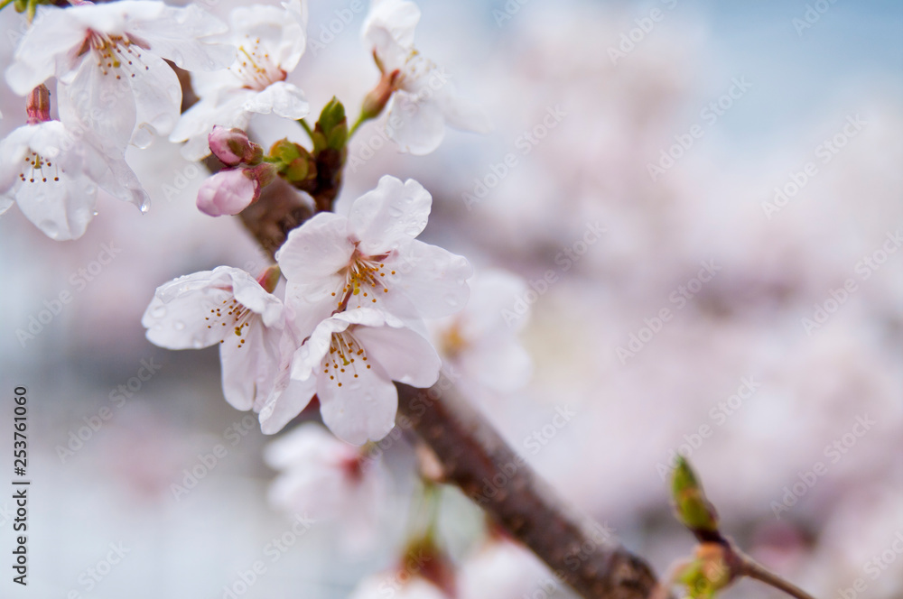 Scientific name is Cerasus ×yedoensis (Matsum.) Masam. & Suzuki ‘Somei-yoshino. 