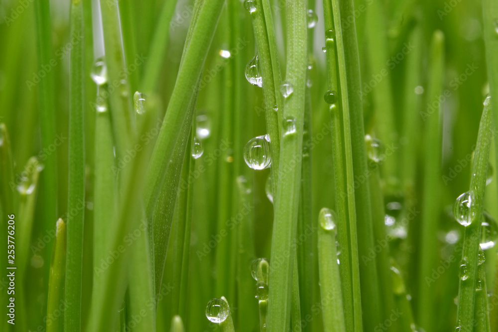 water drops on green grass