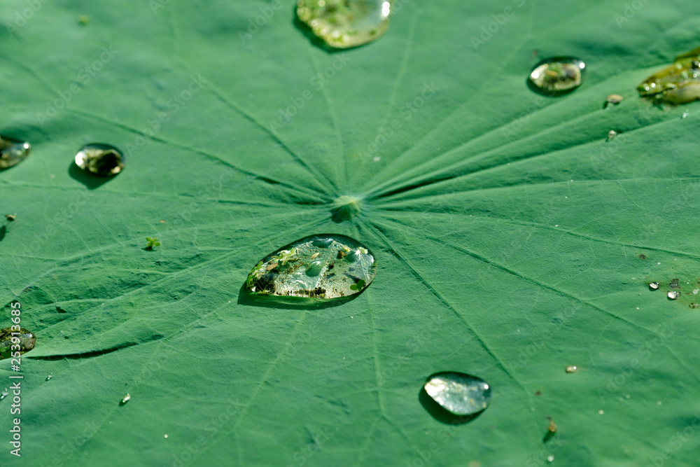 Small duckweed in a droplet on lotus leaf