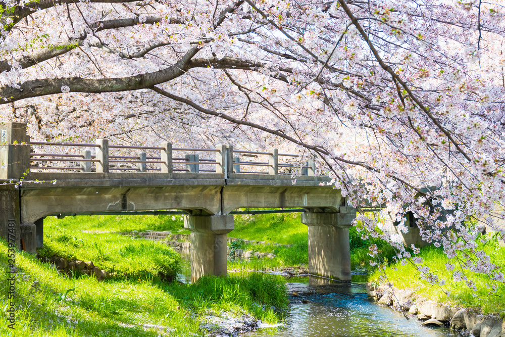 元荒川の桜並木