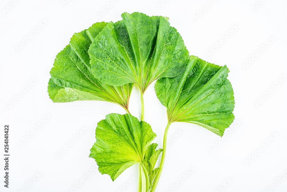 Fresh green winter leeks on white background