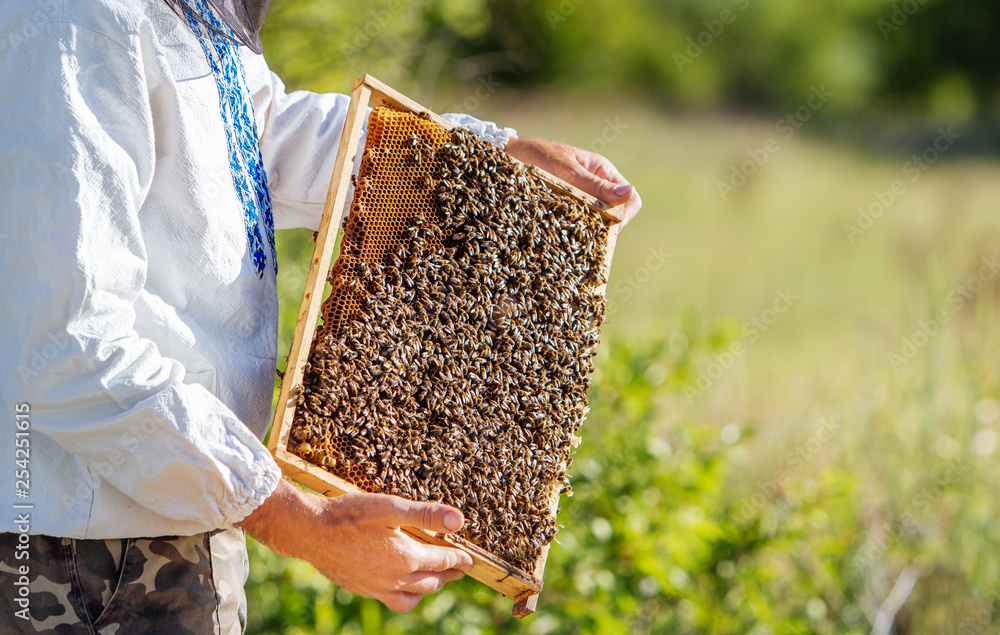 Beekeeper holds a frame with larvae of bees in his hands on the natural background. Man holding fram