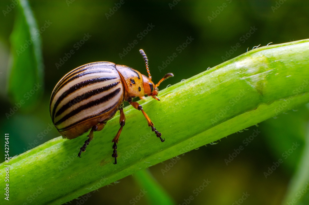 Colorado potato beetle crawling on the branches of potato