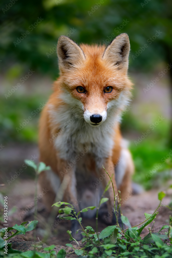 野生幼赤狐（vulpes vulpes）在森林中觅食