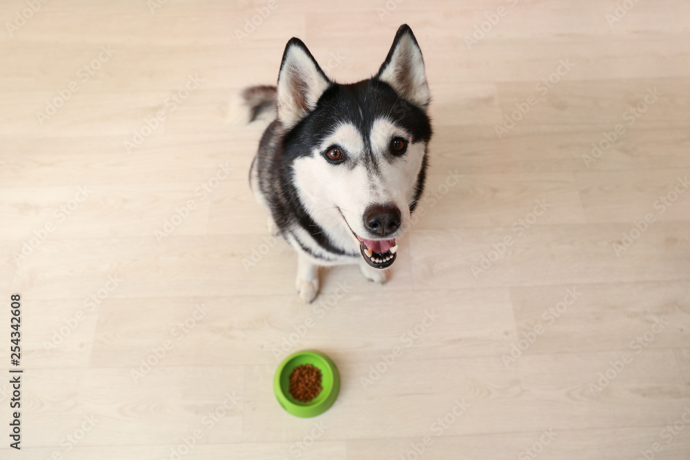 Adorable husky dog waiting for food on wooden floor