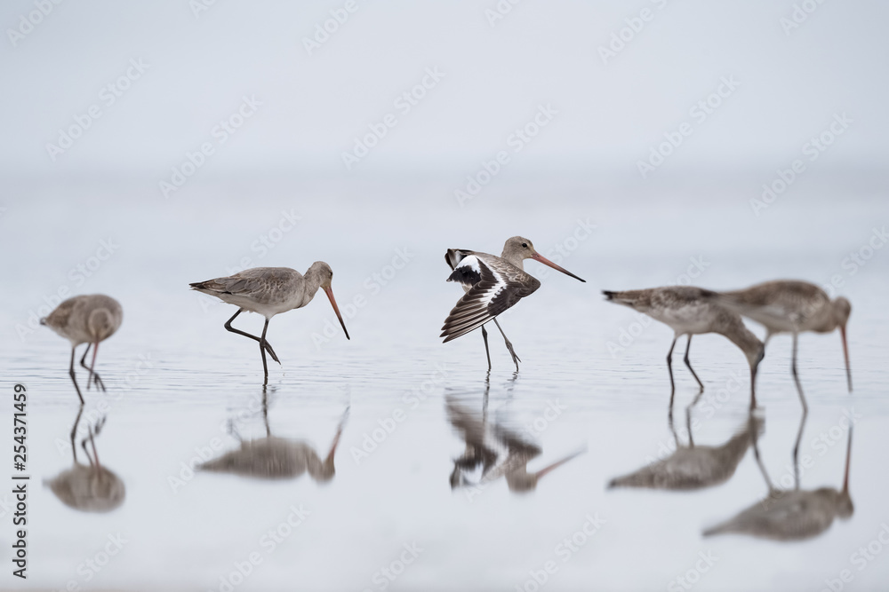 黑尾Godwit，Limosa Limosa