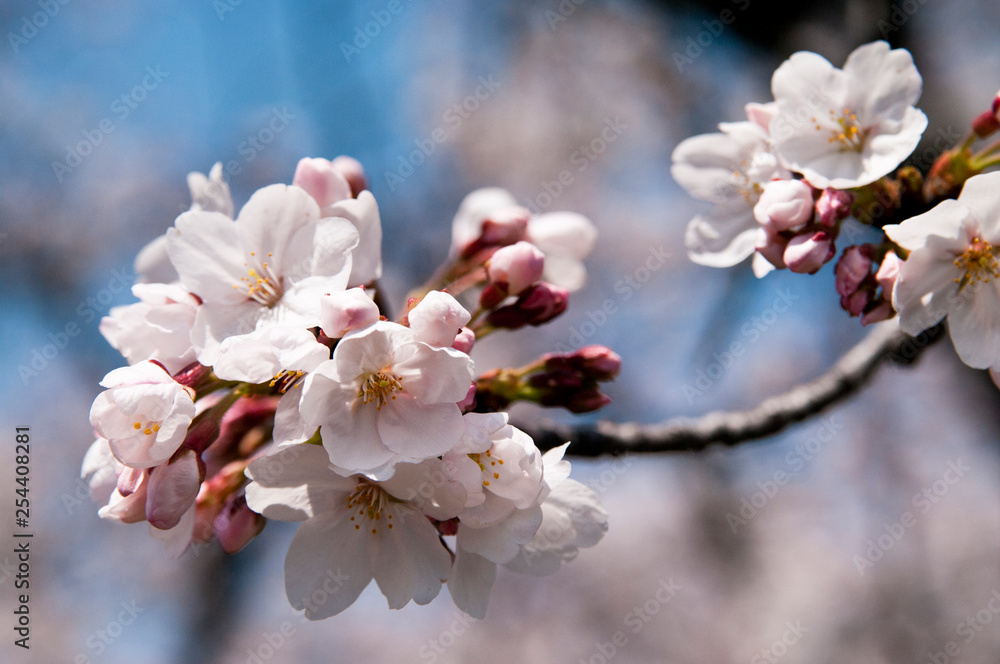 Scientific name is Cerasus ×yedoensis (Matsum.) Masam. & Suzuki ‘Somei-yoshino. 