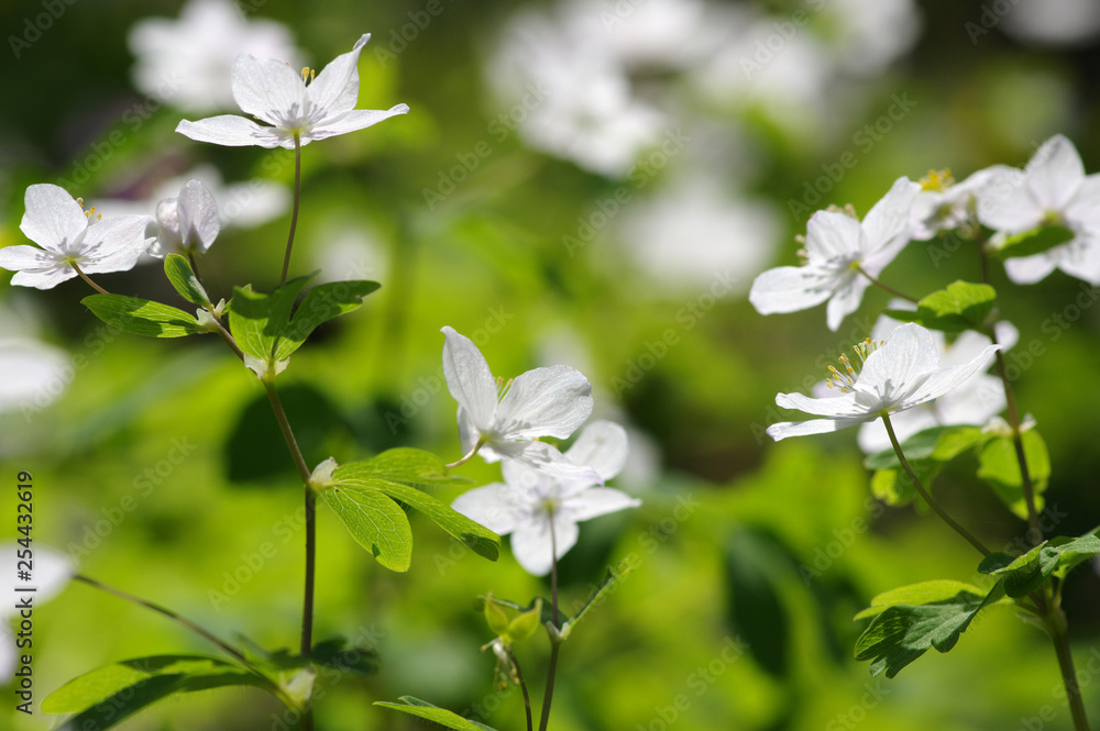 春天的白花