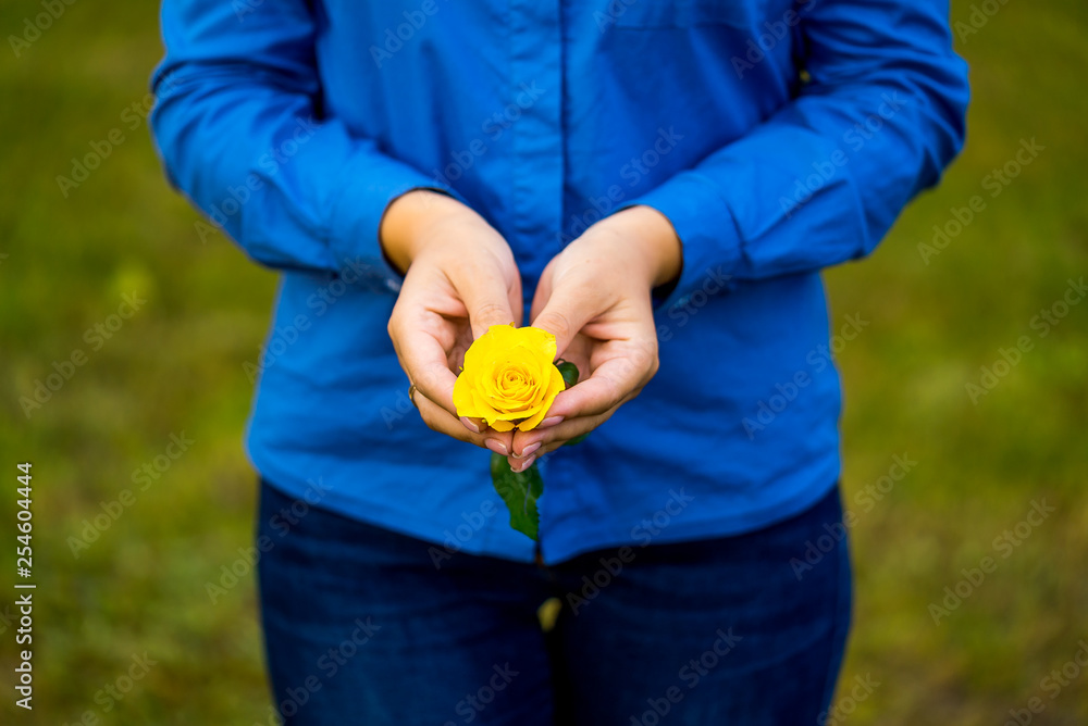 Yellow rose with womans hands