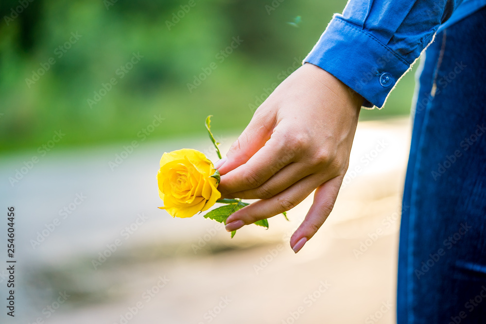 近距离手持黄玫瑰花