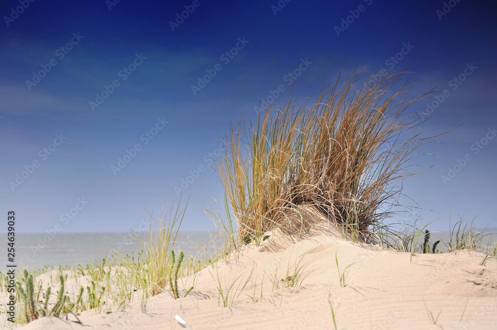 tuft of grass overlooking the beach in front of blue sky