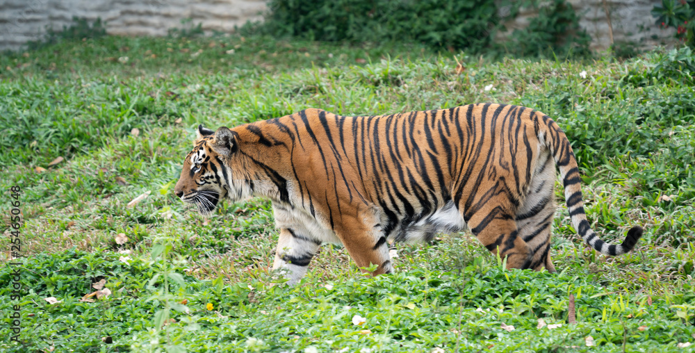 bengal tiger in zoo