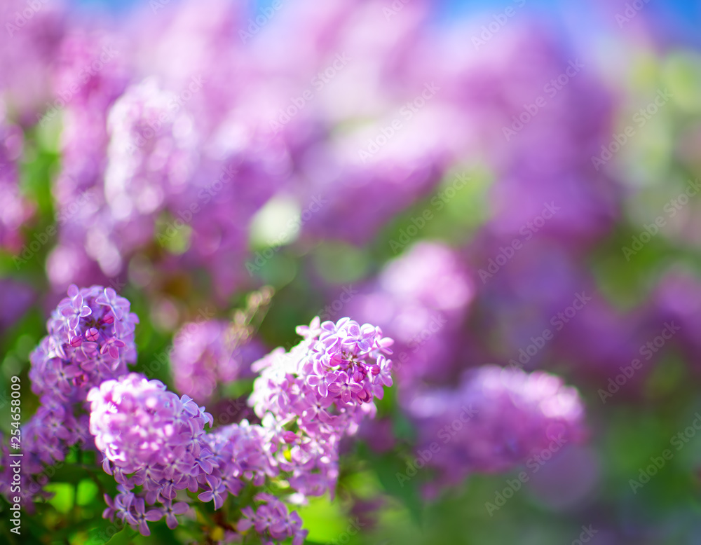 丁香花在户外绽放