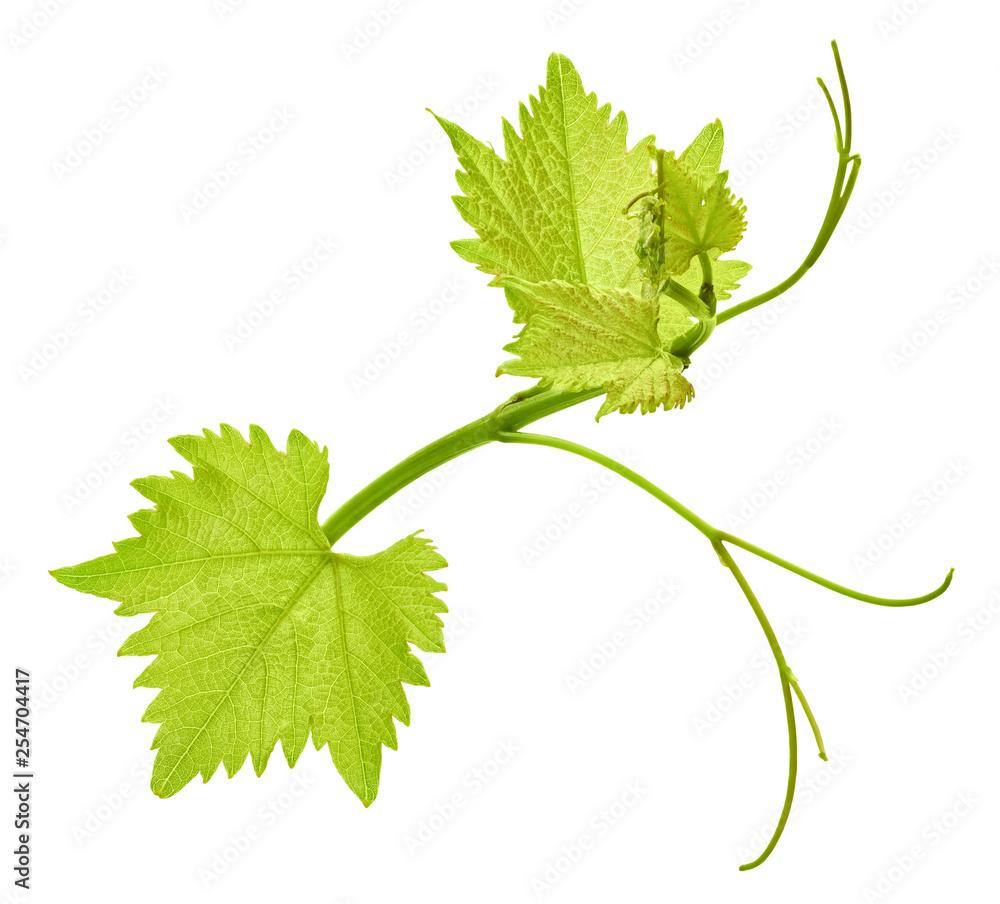 Grape leaf isolated on white