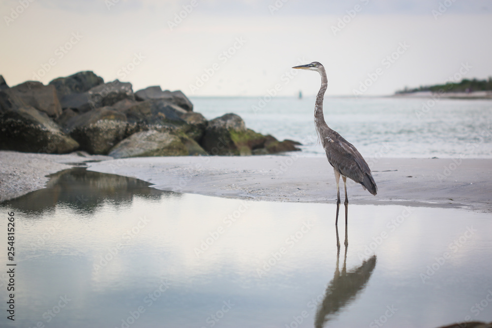 A blue heron on a beach in Clearwater, Florida