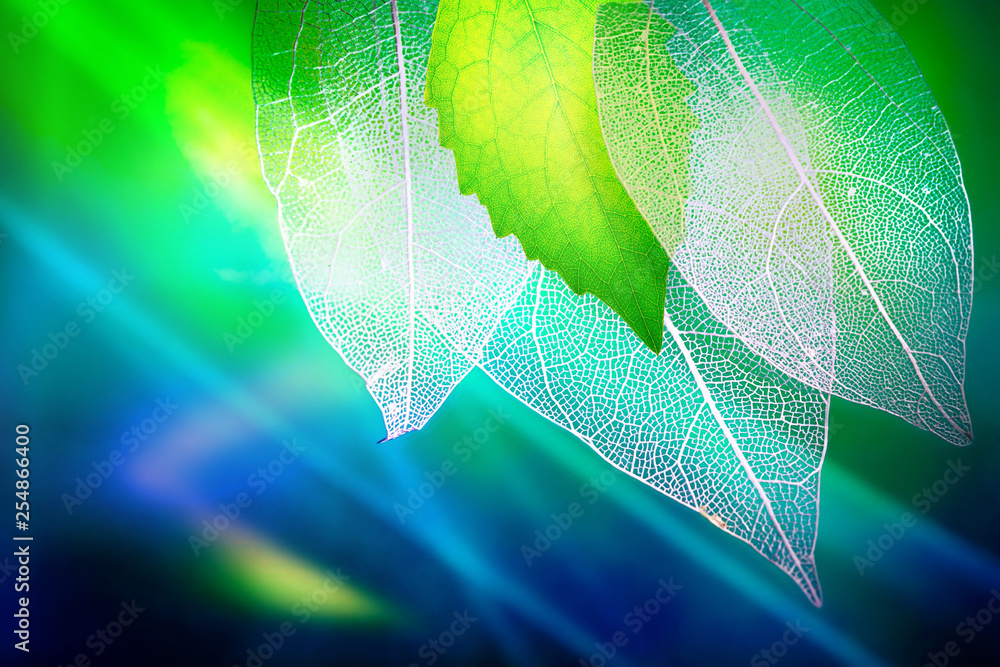 Transparent skeleton leaves and a fresh juicy young green leaf on green and blue background close-up