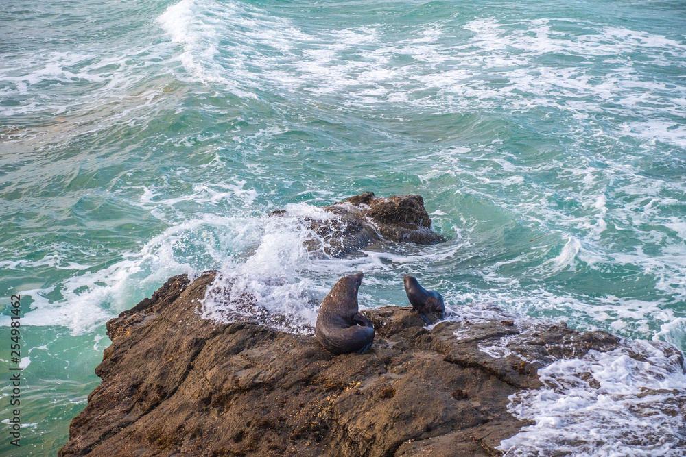 Sea Lions on Oamaru Coastline, South Island, New Zealand 2