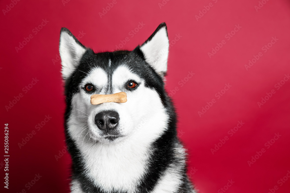 Adorable husky dog with tasty treat on nose against color background