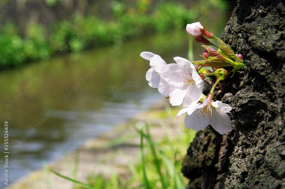 Scientific name is Cerasus ×yedoensis (Matsum.) Masam. & Suzuki ‘Somei-yoshino. 