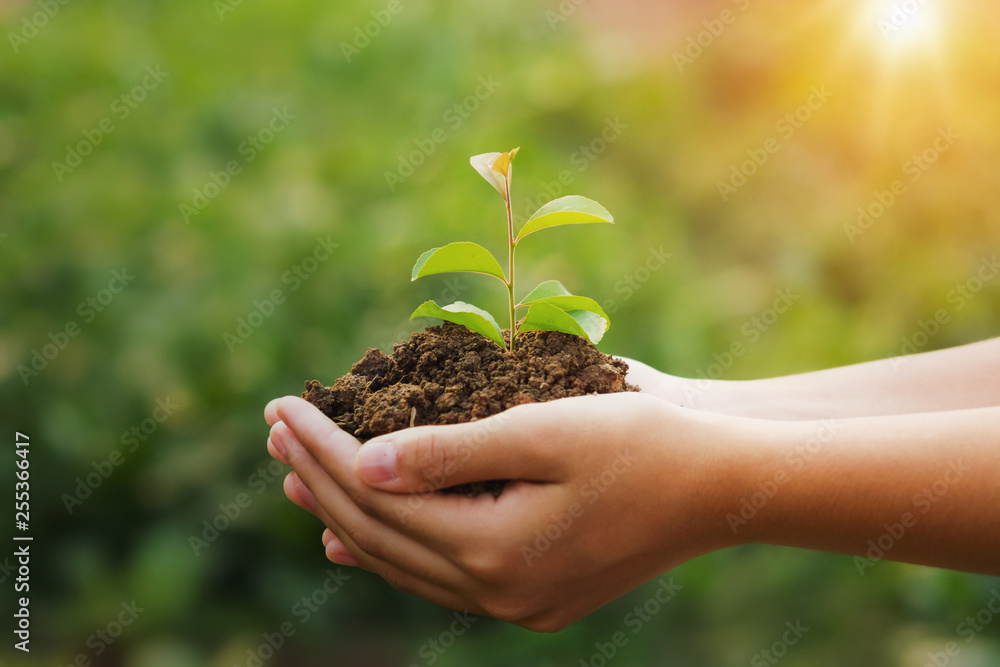 hand holding young plant and green background with sunshine. eco concept earth day