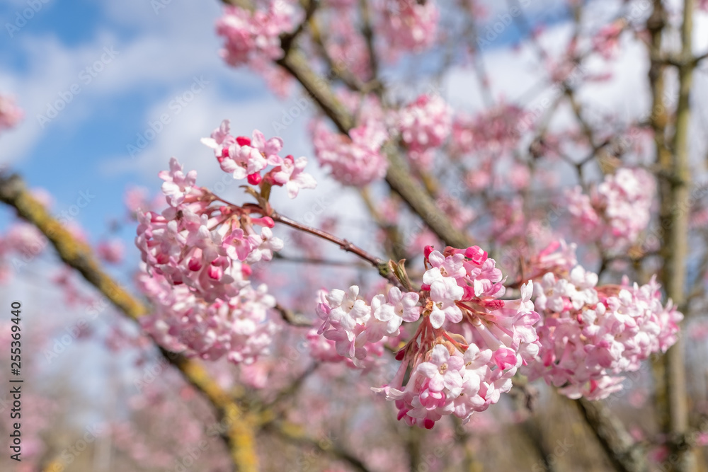 Viburnum bodnantense黎明