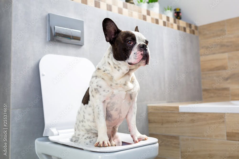 French bulldog sitting on a toilet seat in bathroom