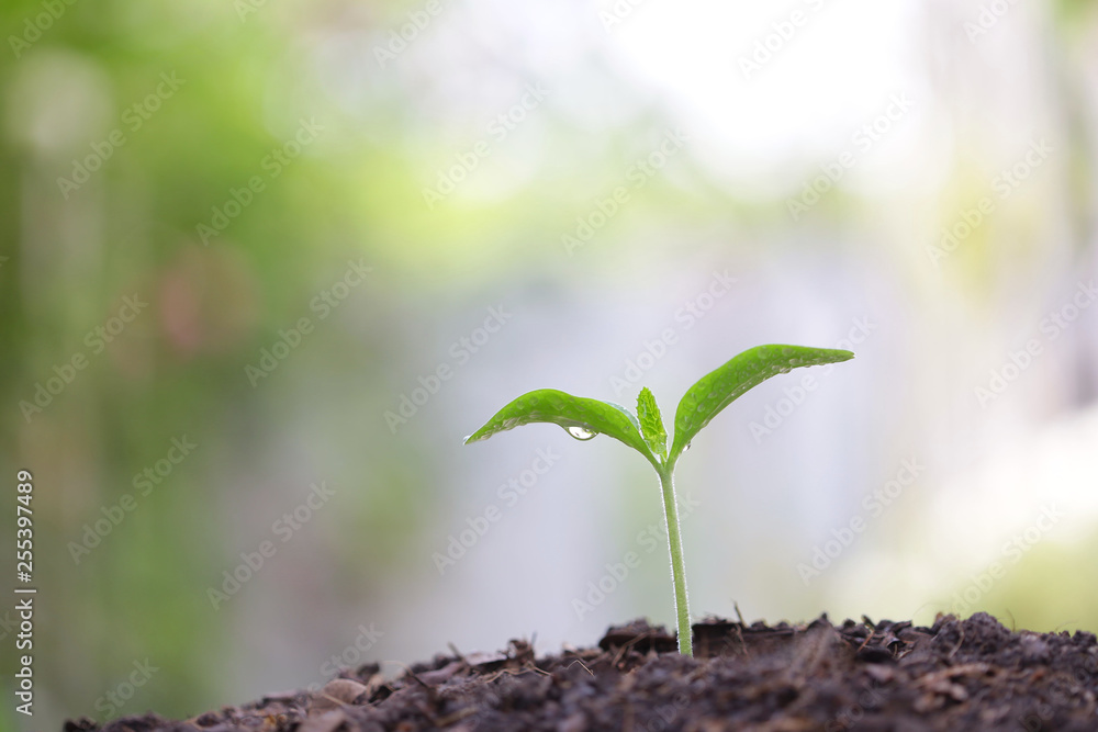 用露水种植小树树苗