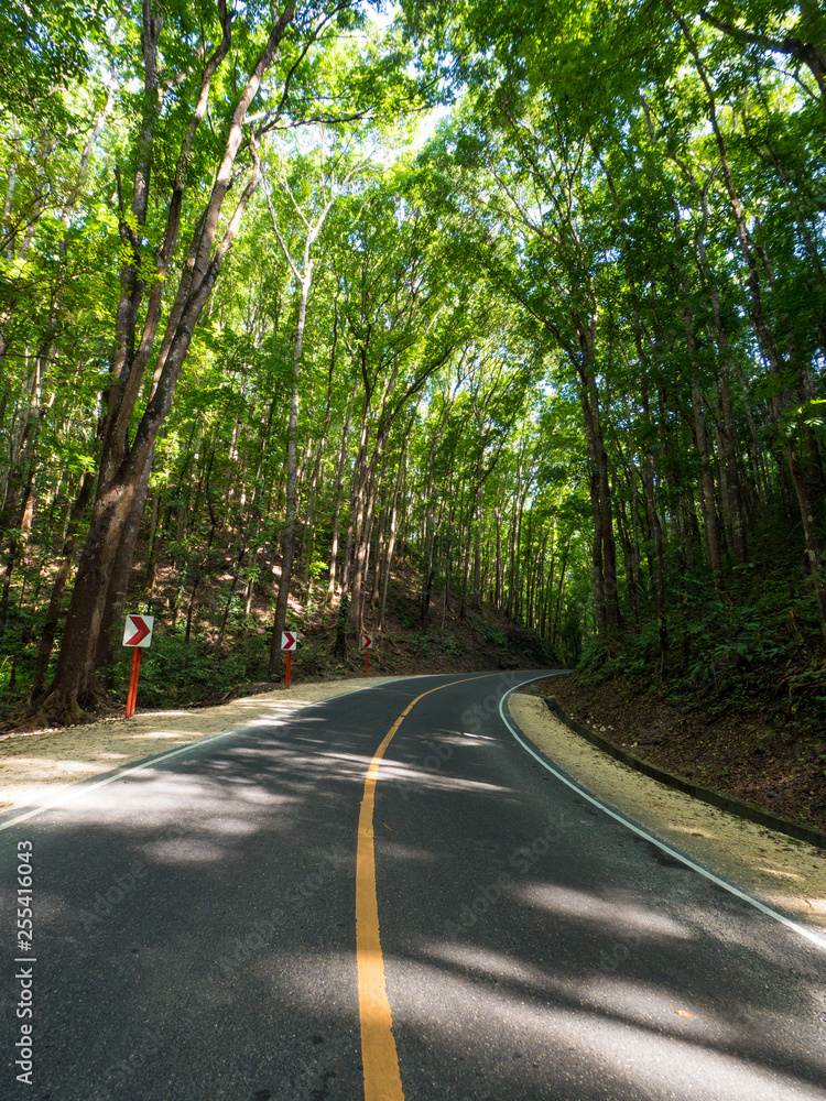 Asphalt road in amazing man-made Mahogany forest of Loboc and Bilar at Bohol, Philippines. November,