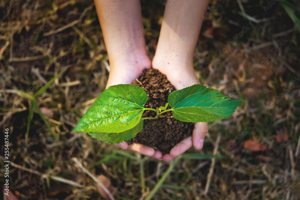 young plant growing on hand with grass background. eco concept earth day