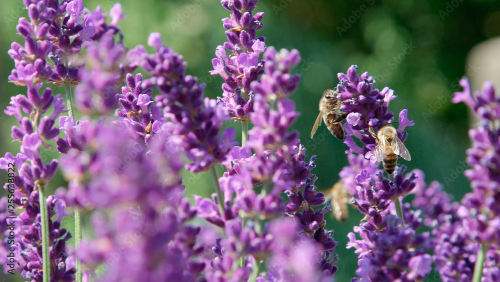 DOF, MACRO, CLOSE UP Bees working hard to pollinate lavender bush and make honey