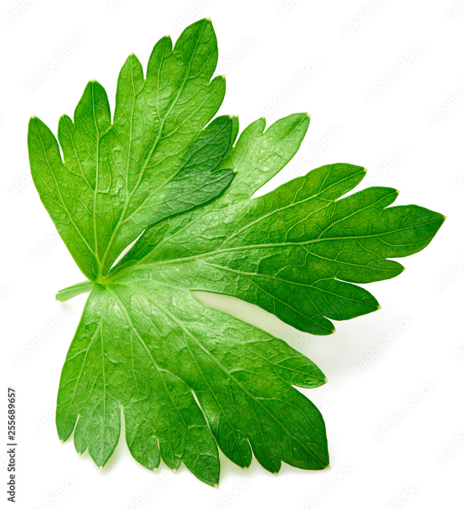 Parsley isolated on white