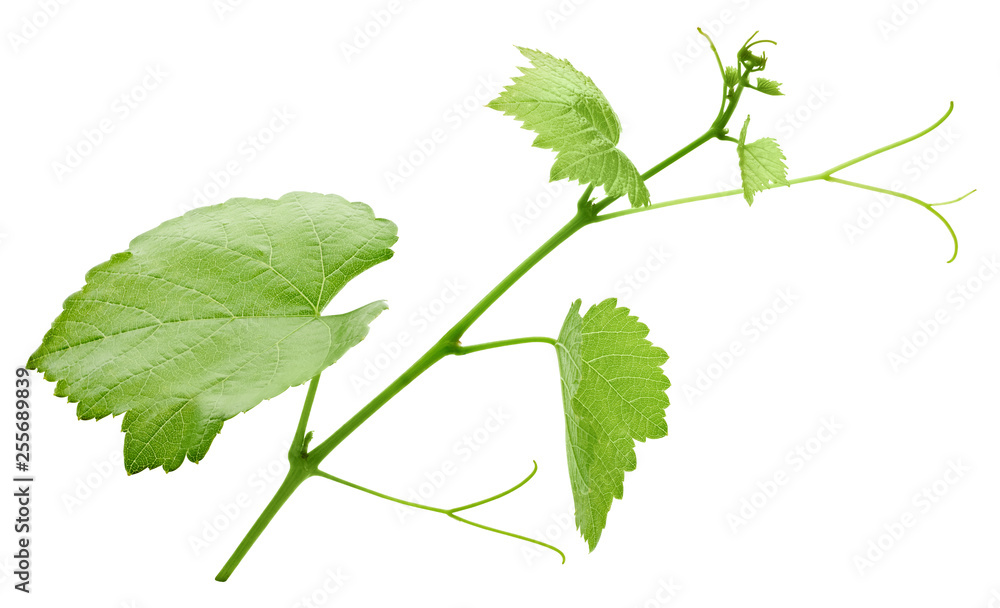 Grape leaf isolated on white