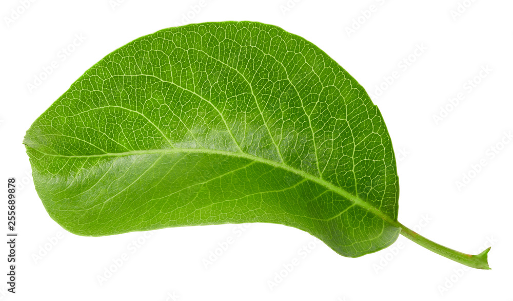 Pears leaves isolated on white