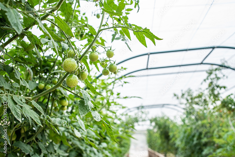 Tomato greenhouse plantation