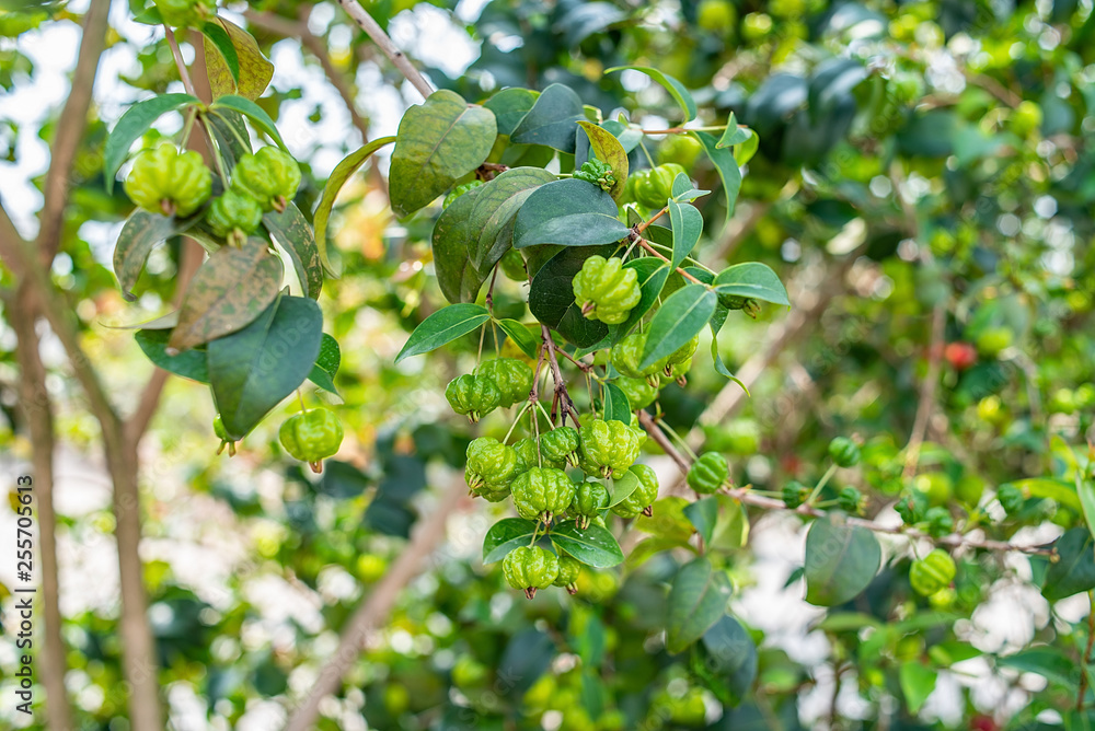 Brazilian red fruit grown on an orchard tree