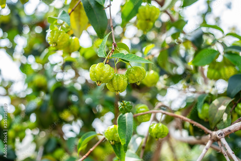 Brazilian red fruit grown on an orchard tree