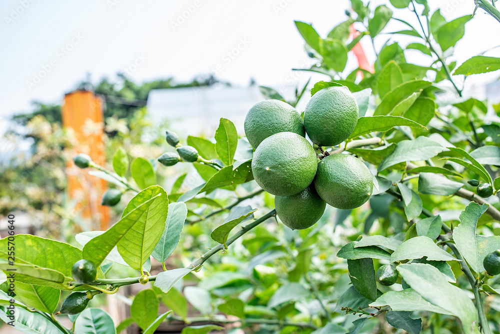 长在柠檬树上的绿柠檬