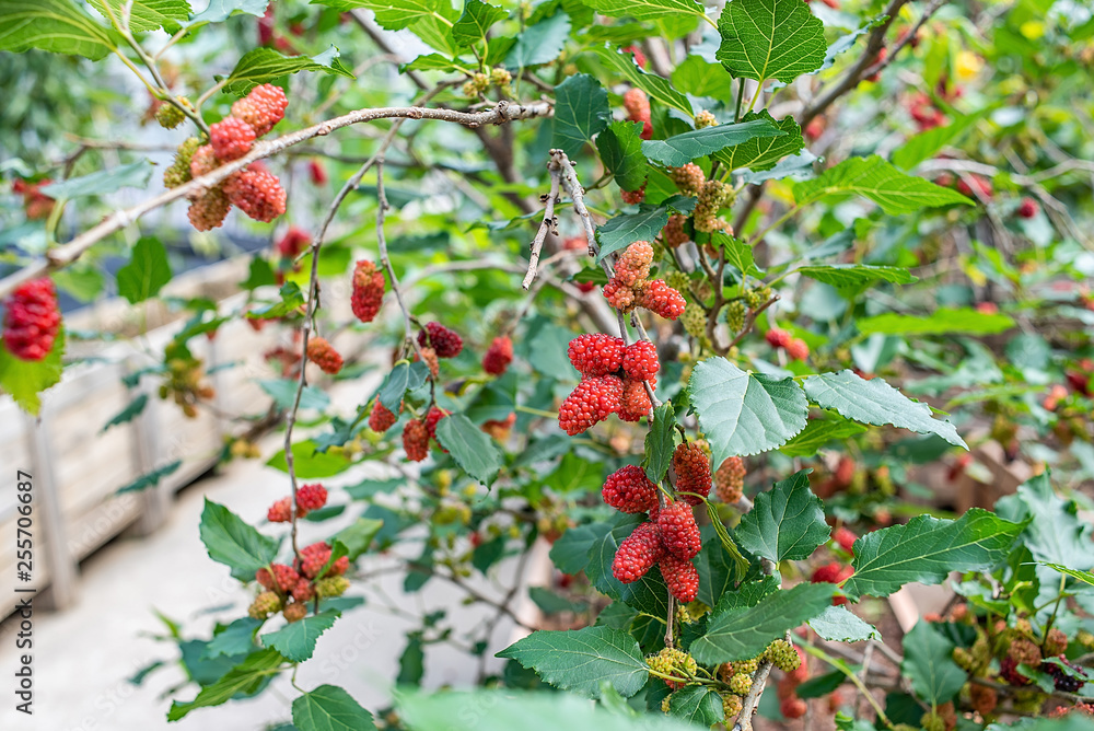 农场种植的桑树上长满了桑树