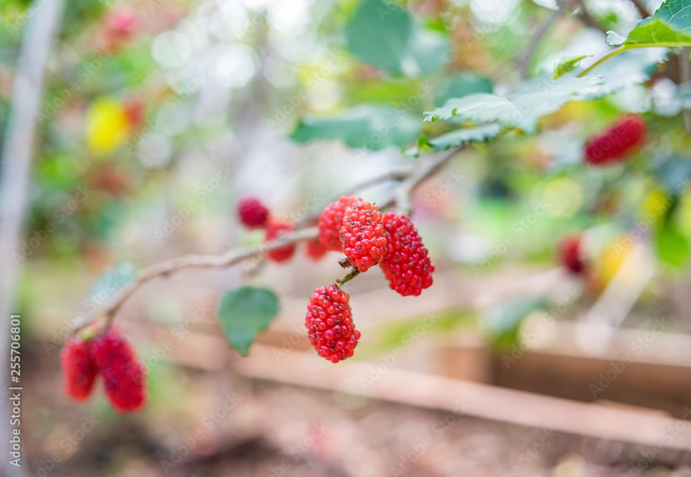 Mulberry trees grown on the farm are covered with mulberry