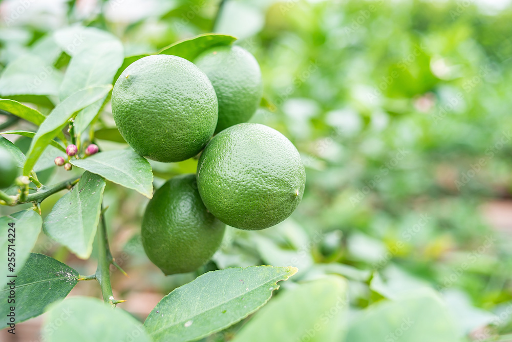 Green lemon growing on a lemon tree