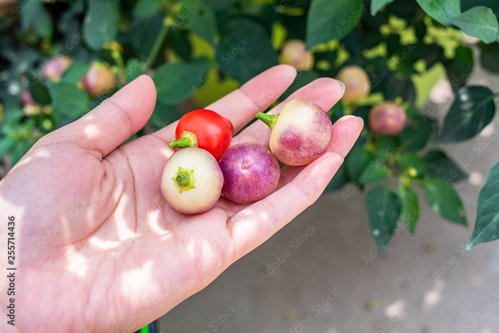 Colorful peppers picked on the farm