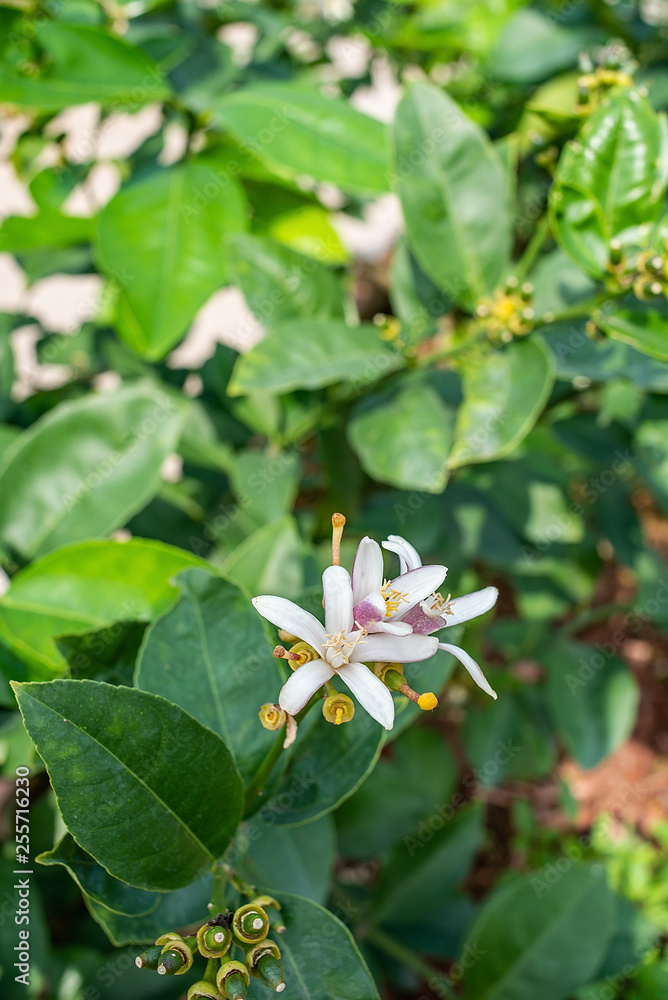 柠檬树上盛开的柠檬花