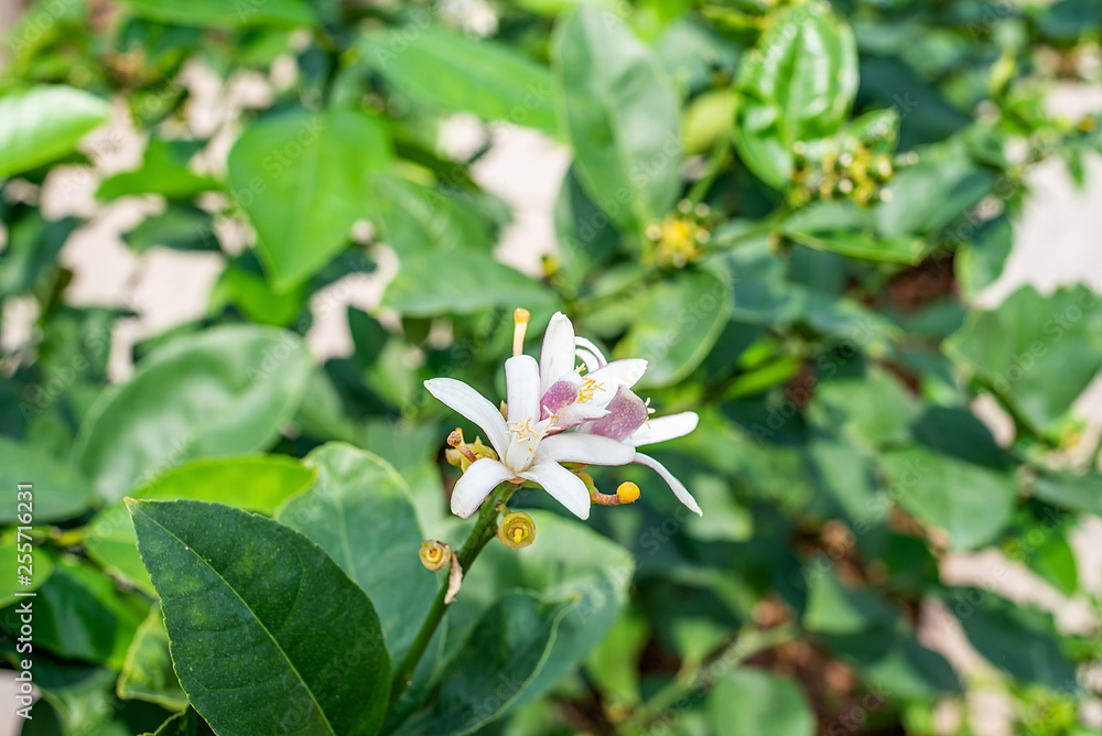 Blooming lemon flower on lemon tree