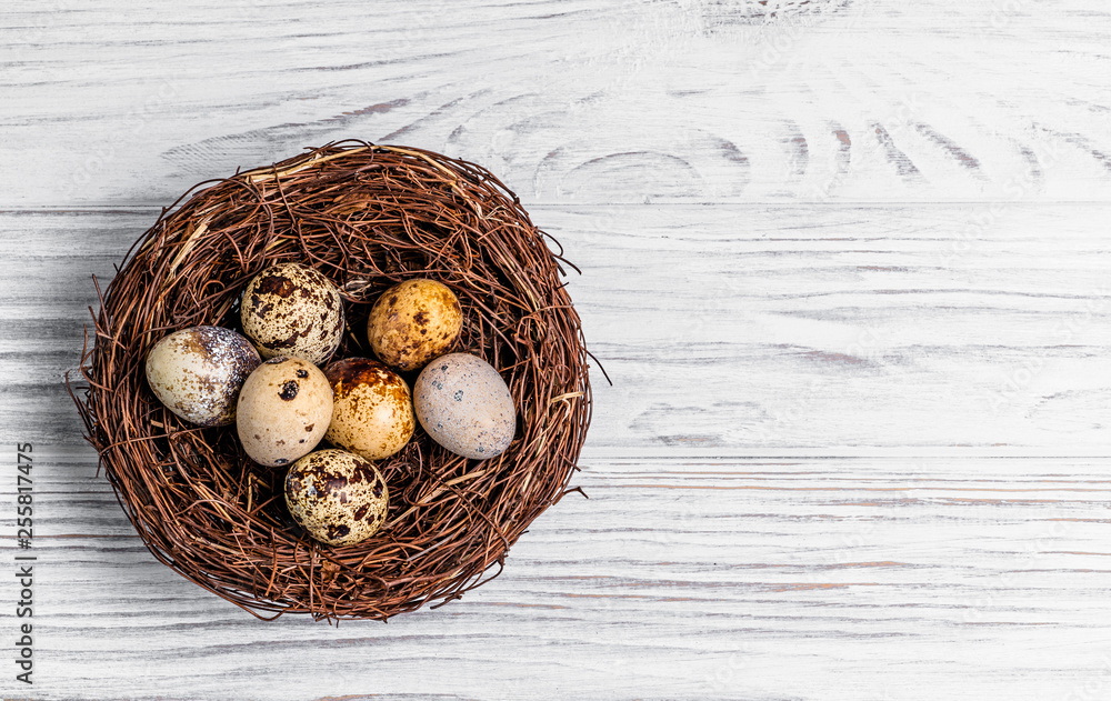 Top view of a nest from twigs with quail eggs on the wooden background. Spotted raw quail eggs lying